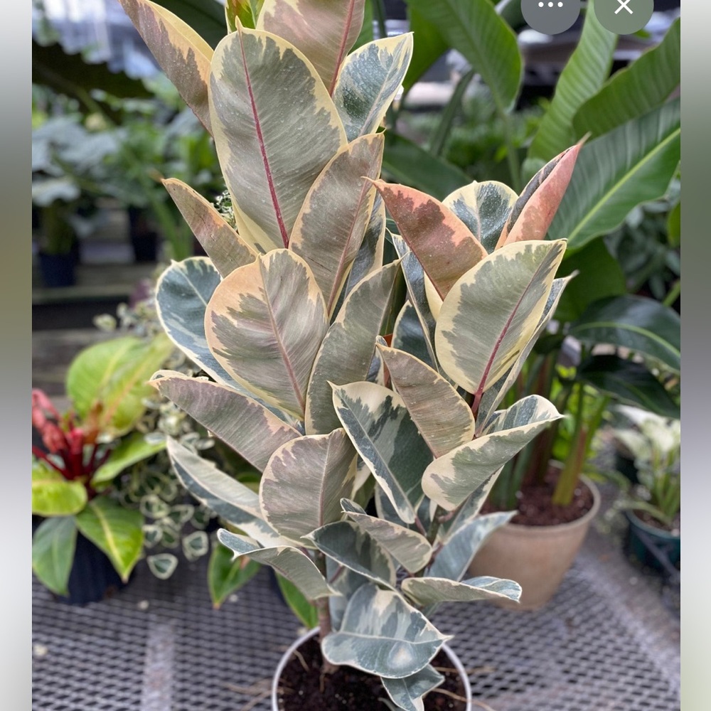 SOLD Live plant Ficus elastica 'Tineke'- variegated rubber plant